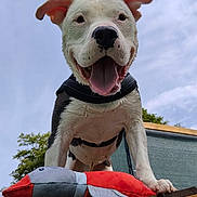 Nino a rejoint le concours — aidez-le/la à gagner de superbes lots ! dog, happy, smiling, tongue_out, toy, stuffed_animal, bird_toy, outdoor, sky, clouds, tree, wood, pet, playful, black_and_white, close_up, canine, animal, ears, nose