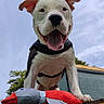 dog, happy, smiling, tongue_out, toy, stuffed_animal, bird_toy, outdoor, sky, clouds, tree, wood, pet, playful, black_and_white, close_up, canine, animal, ears, nose