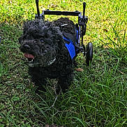 Hoggie joined the competition — help win amazing prizes! active, animal, black_dog, canine, curly_hair, daylight, dog, equipment, grass, grass_field, greenery, happy, mobility_aid, nature, outdoor, pet, playful, sunlight, support_wheels, wheelchair
