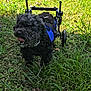 active, animal, black_dog, canine, curly_hair, daylight, dog, equipment, grass, grass_field, greenery, happy, mobility_aid, nature, outdoor, pet, playful, sunlight, support_wheels, wheelchair