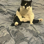 Shammie joined the competition — help win amazing prizes! animal, bed, bedroom, black_and_white, blanket, cat, cozy, fluffy, front_view, funny, indoor, paws, pet, pointed_ears, portrait, relaxed, sitting, smartphone_screenshot, tuxedo_cat, whiskers