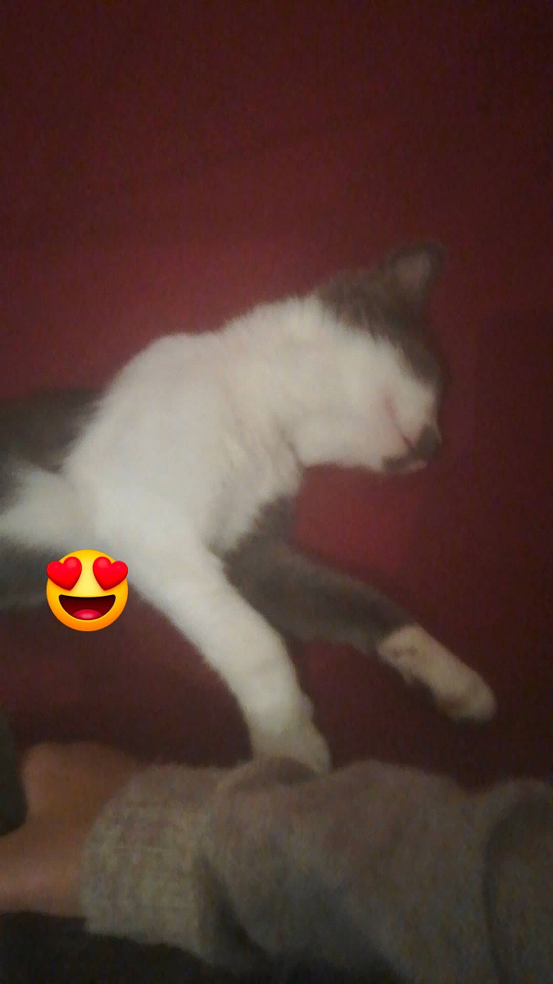 Chichi participe au concours pour gagner de l'argent avec cette photo : carnivore, cat, felidae, paw, polydactyl_cat, small_to_medium_sized_cats, tail, turkish_van, whiskers, white