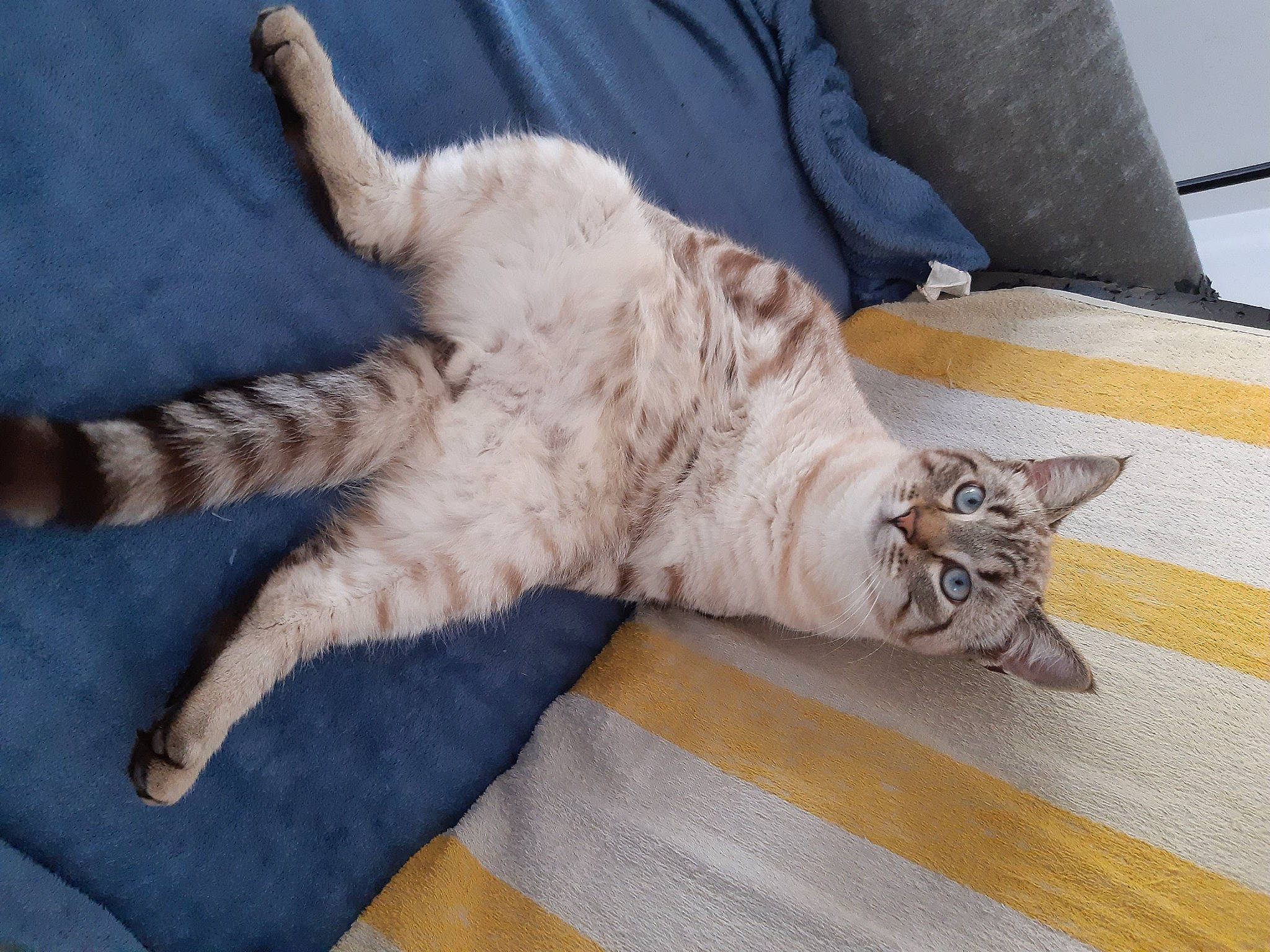 Bob participe au concours pour gagner de l'argent avec cette photo : carnivore, cat, claw, comfort, domestic_short_haired_cat, fawn, felidae, flooring, foot, fur, gesture, hardwood, mammal, nap, paw, small_to_medium_sized_cats, snout, tail, whiskers, wood