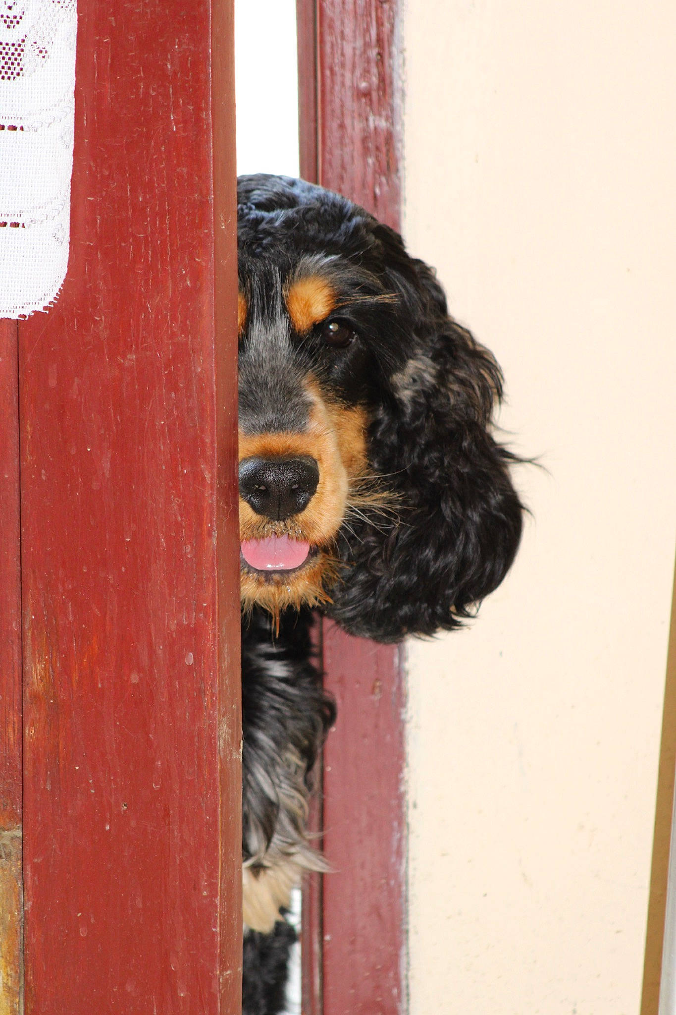 Rio participe au concours pour gagner de l'argent avec cette photo : canidae, carnivore, collar, companion_dog, dog, dog_breed, door, fur, home_door, liver, metal, natural_material, pet_supply, snout, sporting_group, water_dog, wood, working_animal, working_dog