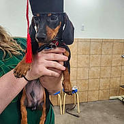Oscar is registered to the contest to win money with this photo: dog, puppy, dachshund, graduation_cap, red_tassel, person, hand, indoor, tile_wall, stool, leash, green_shirt, pet, animal, small_dog, cute, holding, floor, collar, portrait