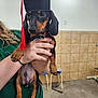 dog, puppy, dachshund, graduation_cap, red_tassel, person, hand, indoor, tile_wall, stool, leash, green_shirt, pet, animal, small_dog, cute, holding, floor, collar, portrait