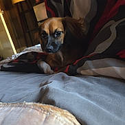 Iris is registered to the contest to win money with this photo: dog, blanket, bed, indoor, lamp, wooden_wall, cozy, pet, small_dog, fur, resting, comfort, animal, fabric, home, furniture, cute, looking, brown, soft
