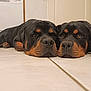 rottweiler, dog, pets, lying_down, floor, indoor, close_up, two_dogs, animal, canine, resting, black_and_tan, companions, cute, domestic, relaxed, tile_floor, face, head, paw
