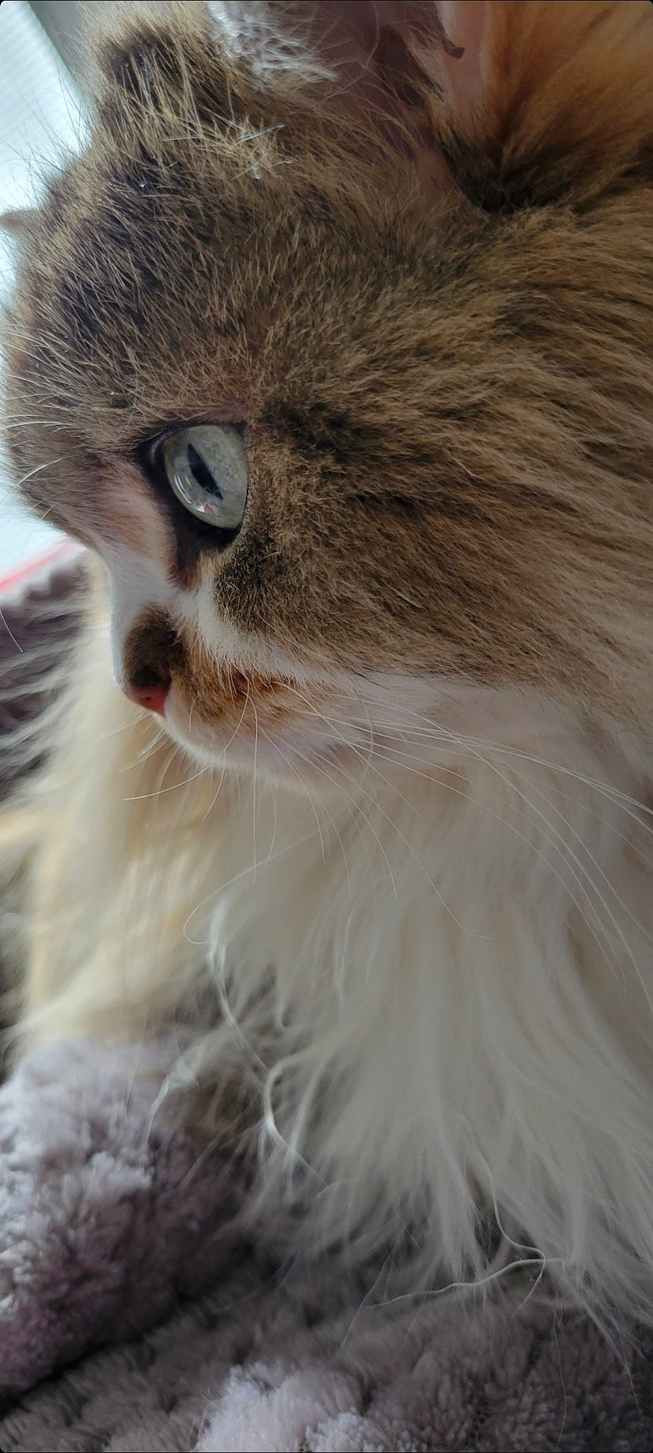 Cannoli joined the competition — help win amazing prizes! british_longhair, carnivore, cat, fawn, felidae, fur, ragdoll, small_to_medium_sized_cats, snout, tail, terrestrial_animal, whiskers