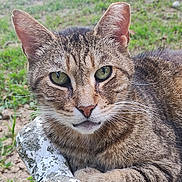 Flash joined the competition — help win amazing prizes! cat, tabby, outdoor, grass, green_eyes, close_up, animal, pet, fur, whiskers, nature, relaxed, stone, wildlife, mammal, portrait, feline, resting, looking_at_camera, daylight