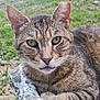 cat, tabby, outdoor, grass, green_eyes, close_up, animal, pet, fur, whiskers, nature, relaxed, stone, wildlife, mammal, portrait, feline, resting, looking_at_camera, daylight