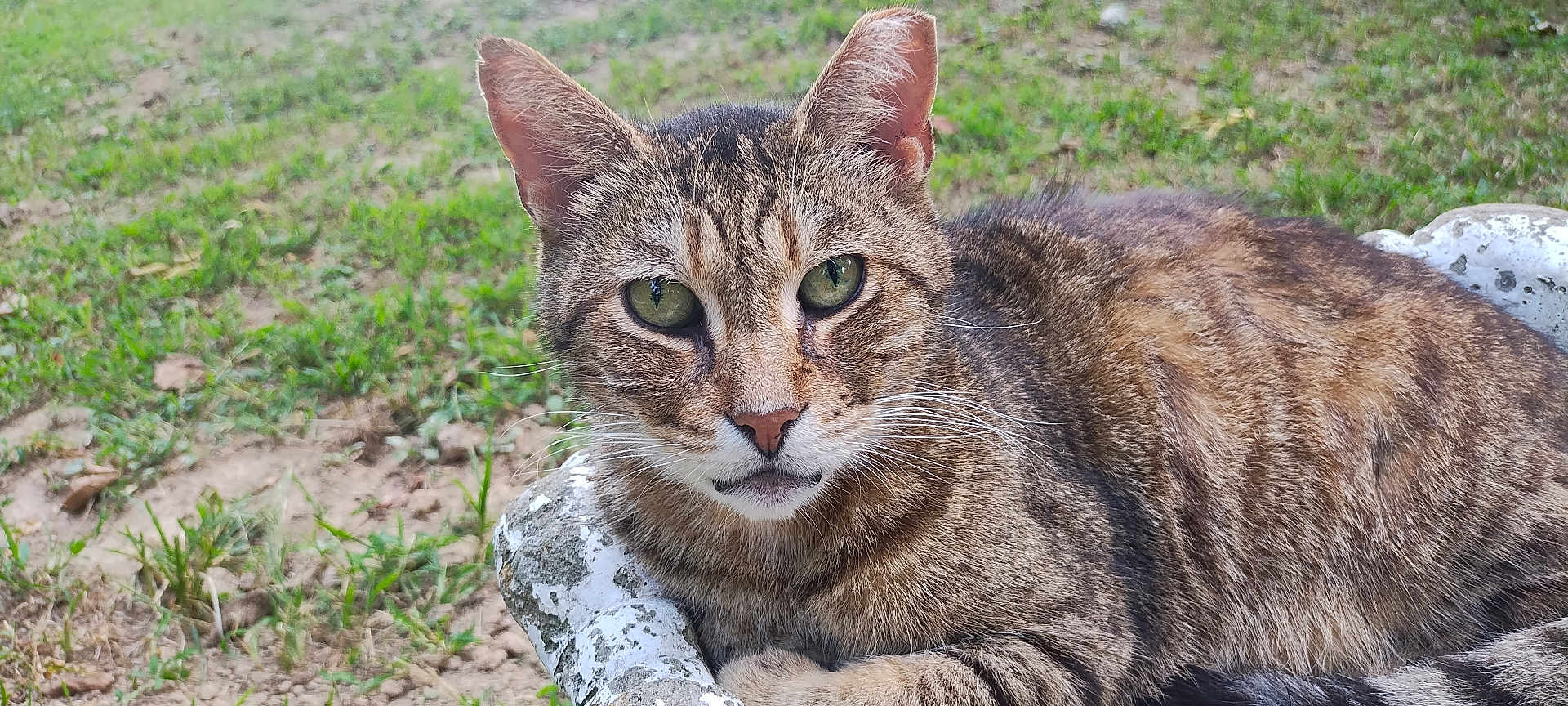 Flash joined the competition — help win amazing prizes! cat, tabby, outdoor, grass, green_eyes, close_up, animal, pet, fur, whiskers, nature, relaxed, stone, wildlife, mammal, portrait, feline, resting, looking_at_camera, daylight