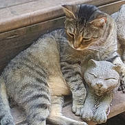 Flash is registered to the contest to win money with this photo: animal, bench, cat, closeup, companion, feline, gray, nature, outdoor, paw, pet, relaxed, resting, sculpture, sleepy, stone_sculpture, striped, tabby_cat, texture, wood