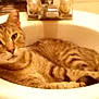 Flash is registered to the contest to win money with this photo: animal, bathroom, cat, countertop, cute, domestic, ears, eyes, face, feline, fixture, fur, indoor, pet, relaxed, resting, sink, striped, tabby_cat, whiskers