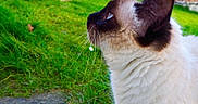 Boo participe au concours pour gagner de l'argent avec cette photo : animal, cat, closeup, curious, daylight, ear, fence, fluffy, fur, grass, greenery, looking_up, mammal, nature, outdoor, pet, profile, siamese_cat, whiskers, woodpile
