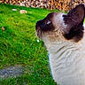 Boo participe au concours pour gagner de l'argent avec cette photo : cat, siamese_cat, animal, pet, fur, whiskers, ear, profile, outdoor, grass, greenery, nature, woodpile, fence, closeup, mammal, curious, looking_up, daylight, fluffy