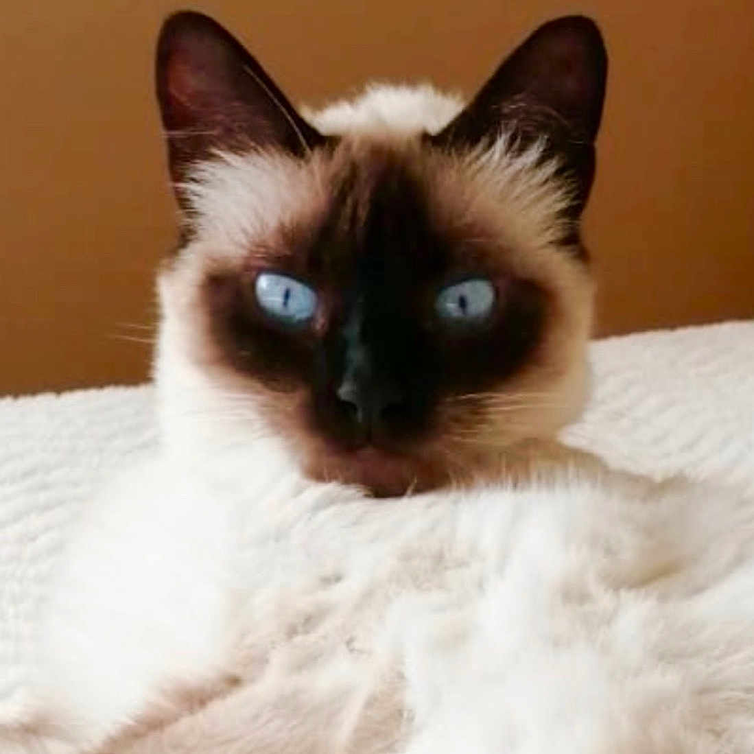 Boo participe au concours pour gagner de l'argent avec cette photo : cat, siamese, blue_eyes, fluffy, fur, pet, animal, indoor, relaxed, white_bedspread, close_up, mammal, cute, portrait, feline, whiskers, ears, resting, cozy, brown_background