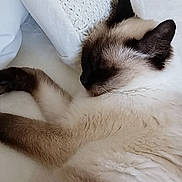 Boo participe au concours pour gagner de l'argent avec cette photo : animal, brown, calm, cat, closeup, cozy, cute, feline, fur, indoor, peaceful, pet, pillow, relaxation, resting, siamese_cat, sleeping, texture, whiskers, white