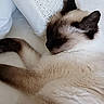 cat, siamese_cat, sleeping, resting, pet, feline, fur, whiskers, cozy, pillow, texture, white, brown, relaxation, indoor, closeup, animal, cute, calm, peaceful