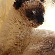 Boo a rejoint le concours — aidez-le/la à gagner de superbes lots ! cat, siamese_cat, fluffy, blue_eyes, fur, pet, animal, indoor, resting, close_up, portrait, soft_light, whiskers, ears, side_view, cozy, relaxed, feline, cute, companion