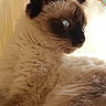 cat, siamese_cat, fluffy, blue_eyes, fur, pet, animal, indoor, resting, close_up, portrait, soft_light, whiskers, ears, side_view, cozy, relaxed, feline, cute, companion