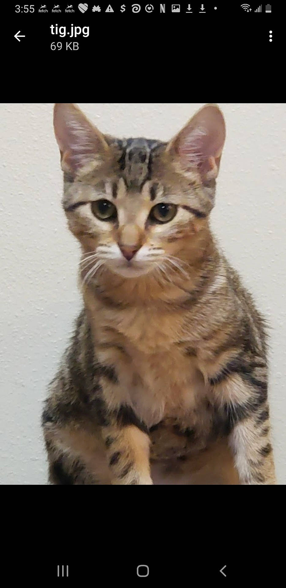 Tigger Wigger is registered to the contest to win money with this photo: abyssinian, angora, animal, cat, egyptiancat, kitten, manx, pet