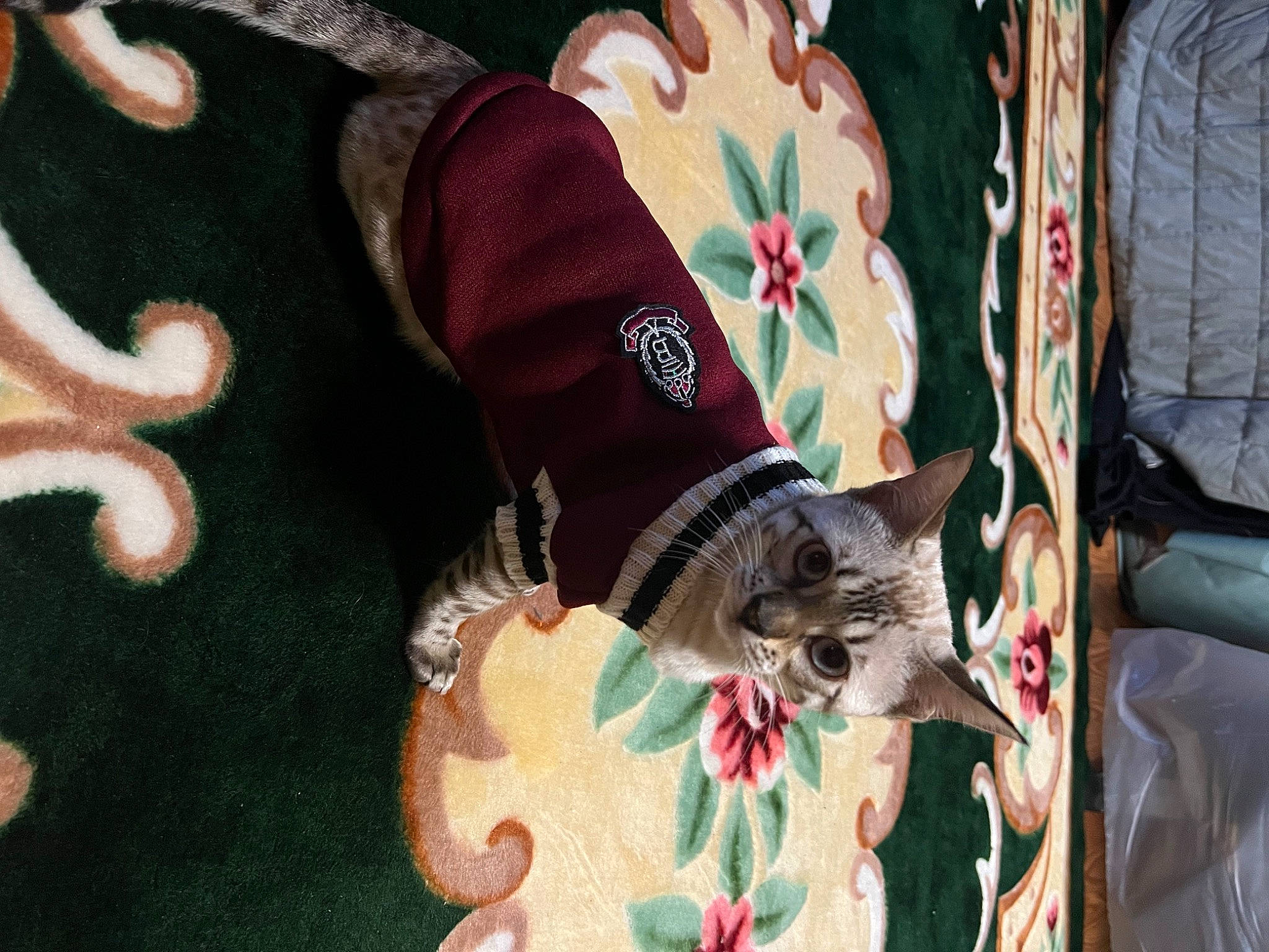 Latté is registered to the contest to win money with this photo: carmine, carnivore, cat, domestic_short_haired_cat, fawn, felidae, fur, hat, human_leg, linens, pattern, plant, sleeve, small_to_medium_sized_cats, t_shirt, tail, textile, thigh, tree, whiskers