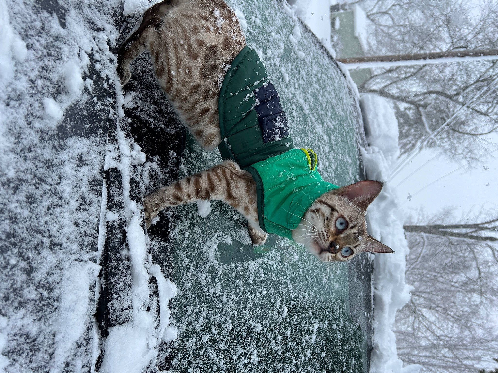 Latté joined the competition — help win amazing prizes! boot, canidae, carnivore, felidae, freezing, fur, geological_phenomenon, glove, grass, playing_in_the_snow, precipitation, recreation, snow, sporting_group, tail, tree, vertebrate, water, wildlife, winter
