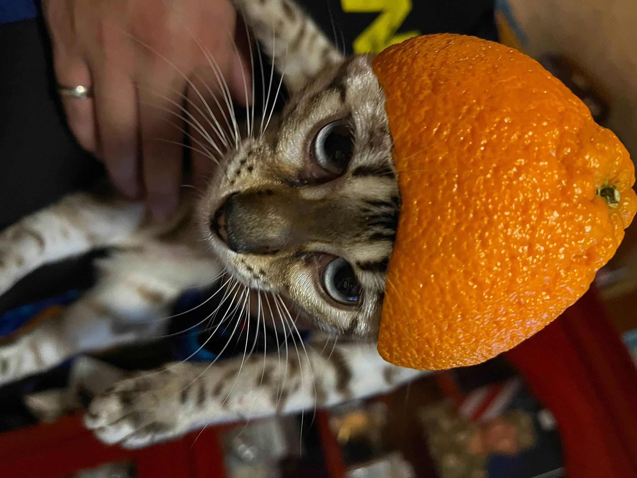 Latté joined the competition — help win amazing prizes! bitter_orange, carnivore, cat, citrus, clementine, close_up, fawn, felidae, food, fruit, mandarin_orange, orange, organism, plant, rangpur, small_to_medium_sized_cats, snout, terrestrial_animal, valencia_orange, whiskers