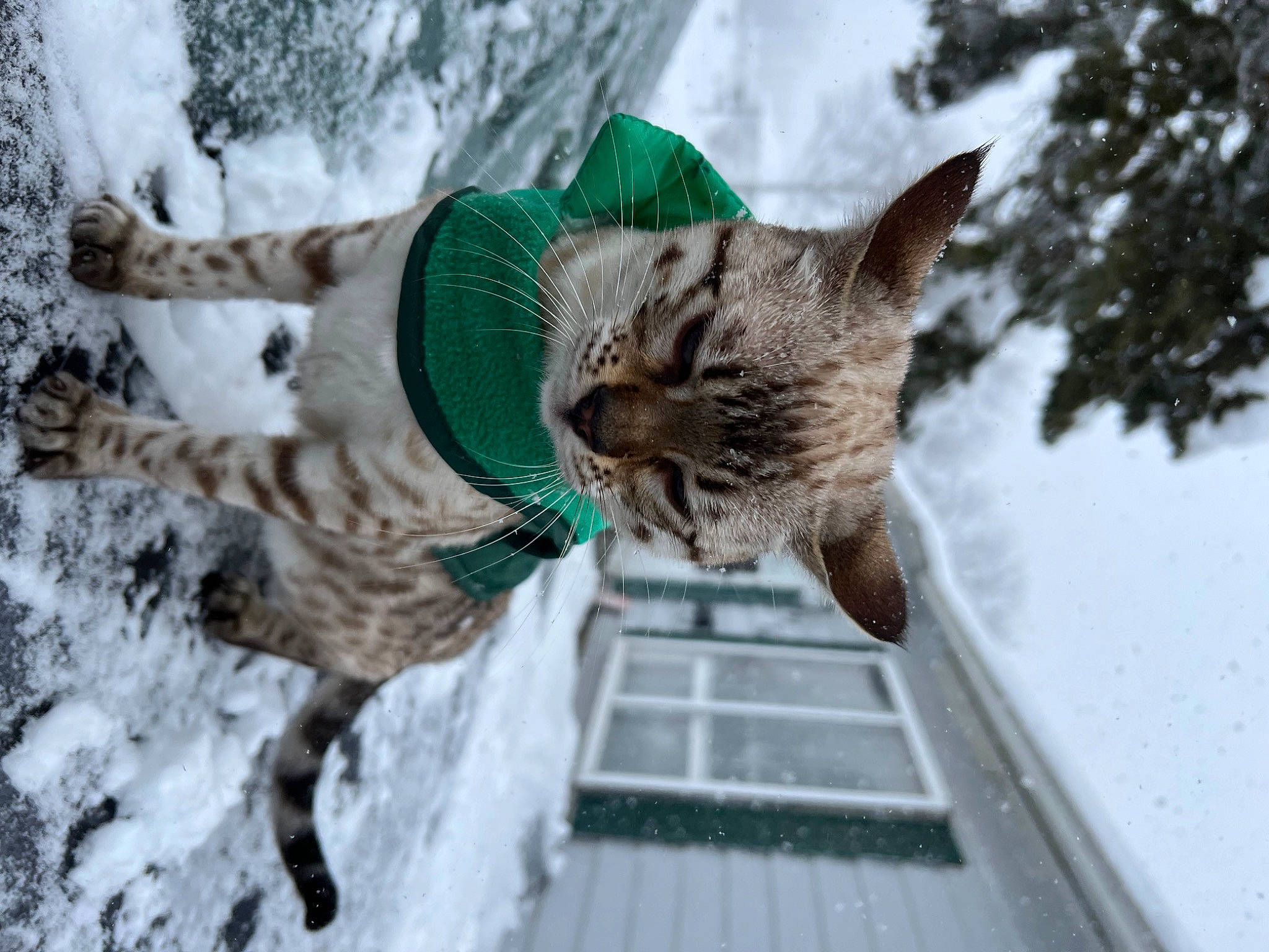 Latté is registered to the contest to win money with this photo: bobcat, carnivore, cat, claw, domestic_short_haired_cat, fawn, felidae, freezing, fur, lynx, paw, small_to_medium_sized_cats, snout, snow, tail, tree, whiskers, wildlife, winter