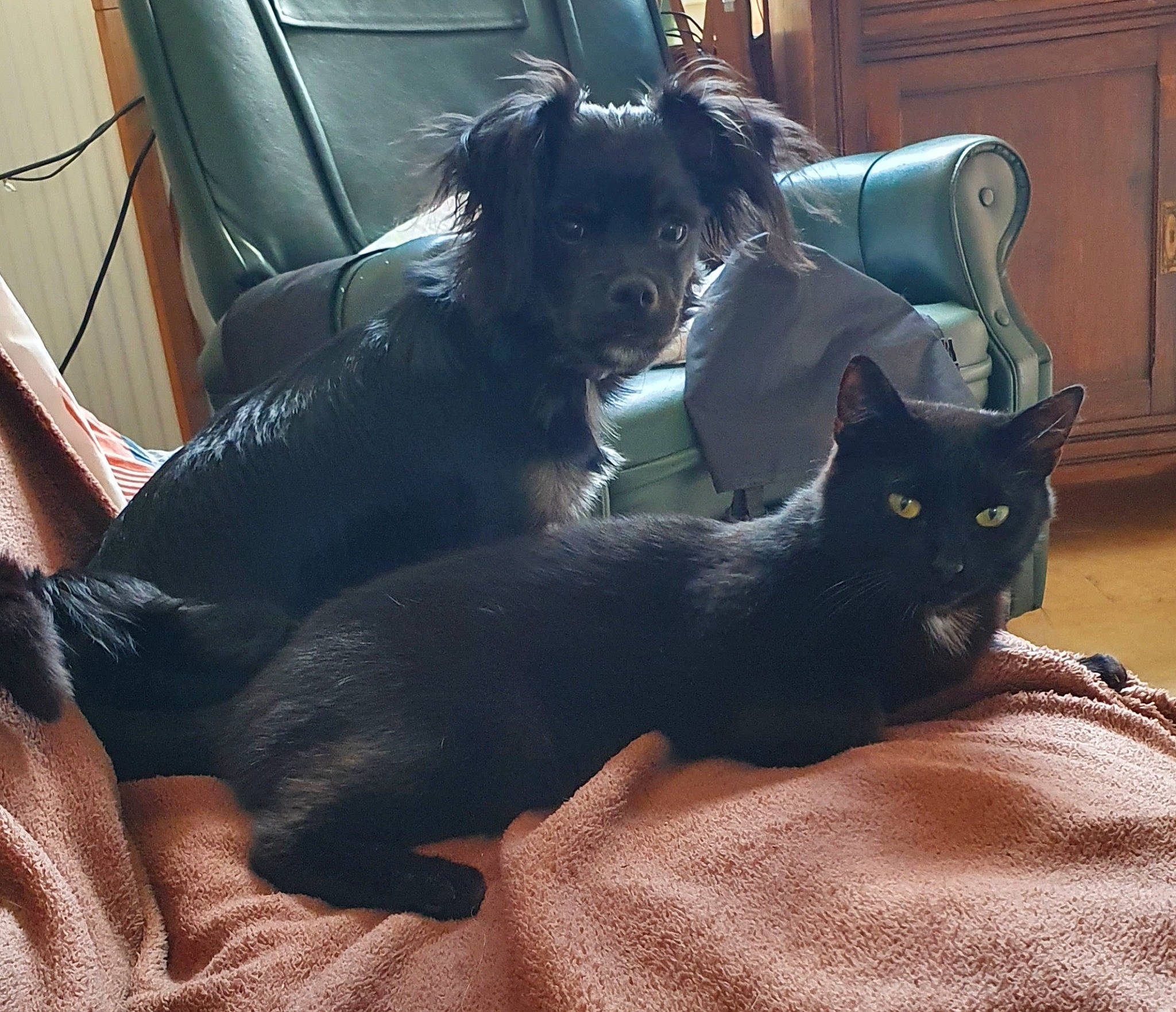 Nayia participe au concours pour gagner de l'argent avec cette photo : black, black_cat, bombay, carnivore, cat, claw, comfort, companion_dog, dog, dog_breed, domestic_short_haired_cat, felidae, fur, grey, human_leg, small_to_medium_sized_cats, snout, tail, whiskers, window