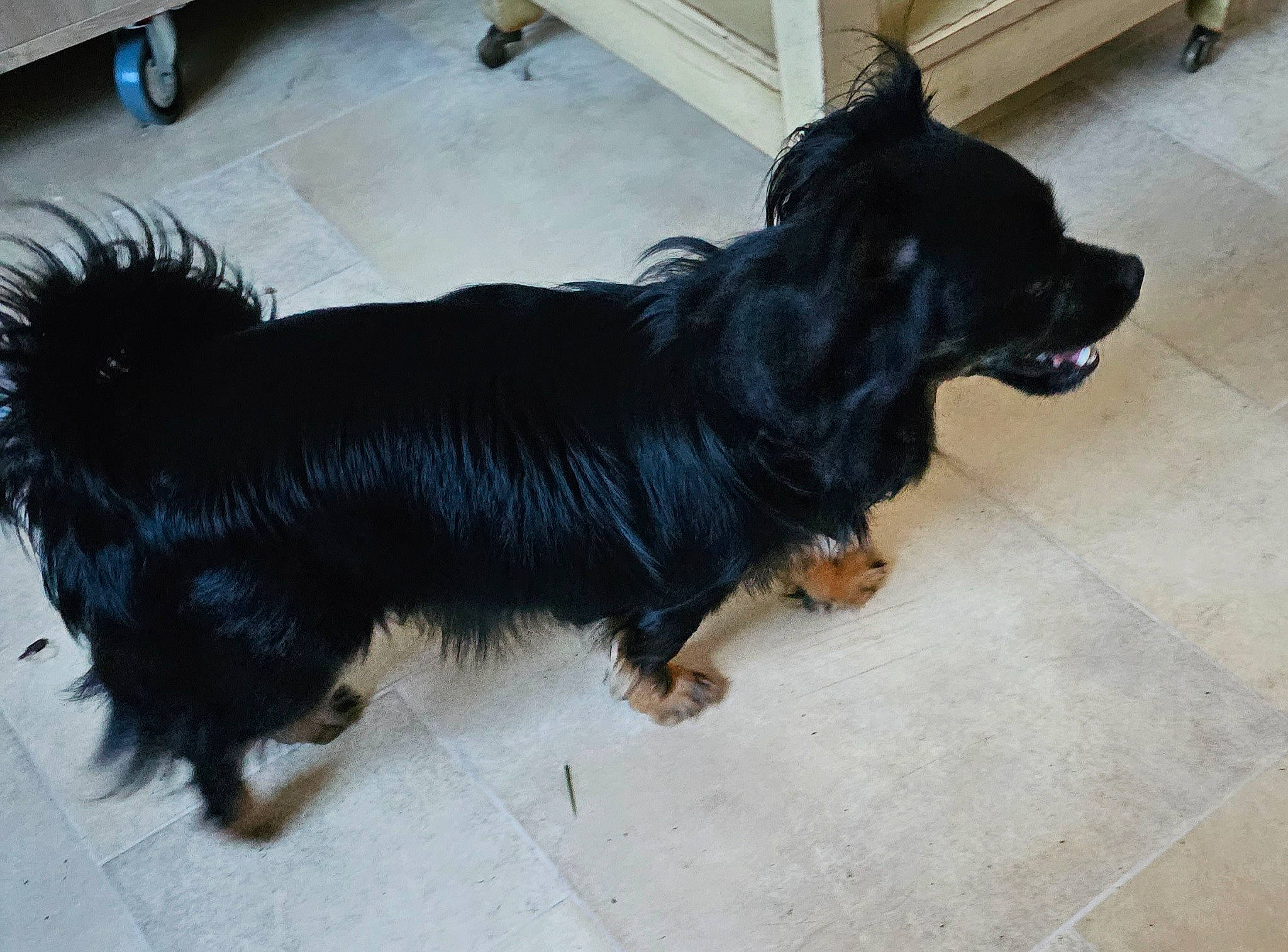 Tara a rejoint le concours — aidez-le/la à gagner de superbes lots ! canidae, carnivore, companion_dog, dog, dog_breed, flooring, fur, gaddi_kutta, liver, paw, puppy, snout, sporting_group, tail, terrestrial_animal, working_animal, working_dog