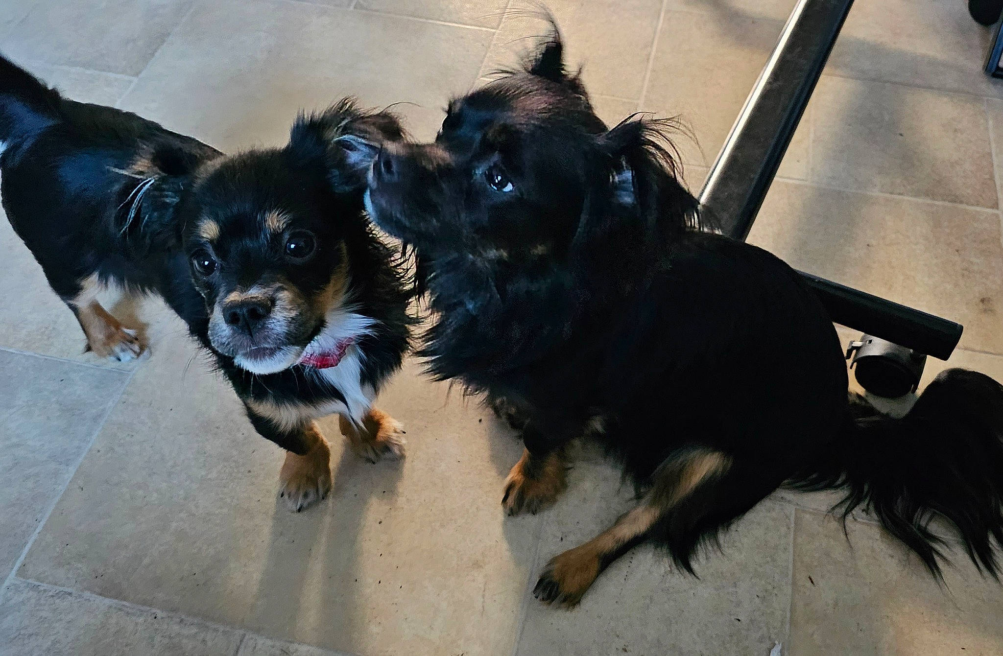 Uka participe au concours pour gagner de l'argent avec cette photo : canidae, carnivore, collar, companion_dog, dog, dog_breed, dog_collar, electric_blue, event, fur, leash, shadow, snout, sporting_group, working_dog