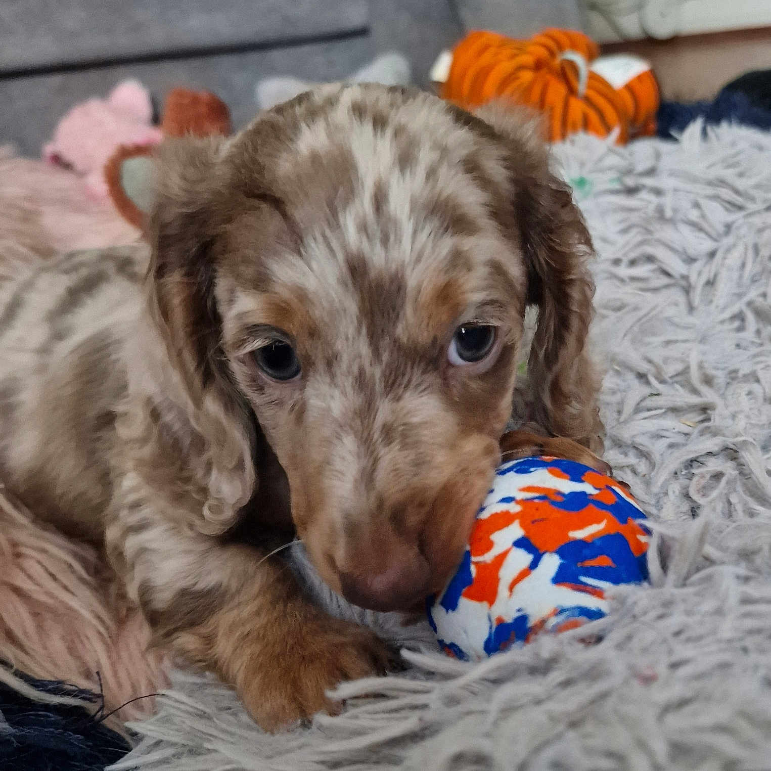 Dobbie joined the competition — help win amazing prizes! animal, ball, blanket, canine, cockerspaniel, couch, cushion, dog, football, furniture, goldenretriever, homedecor, hound, pet, poodle, puppy, soccer, soccerball, sport, terrier