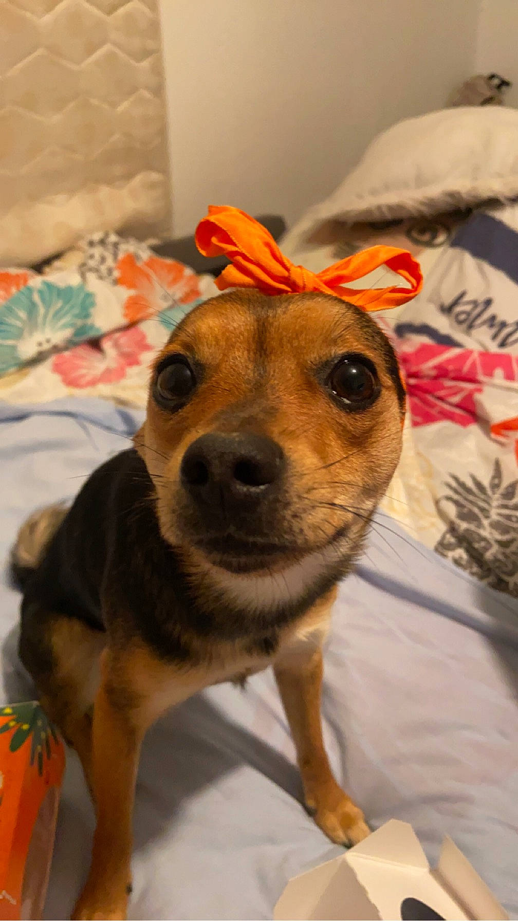 Kayla participe au concours pour gagner de l'argent avec cette photo : animal, bed, bedding, black_fur, bow, brown_fur, closeup, companion, curious, cute, dog, ears, floral_pattern, indoor, nose, orange_bow, pet, sitting, small_dog, whiskers