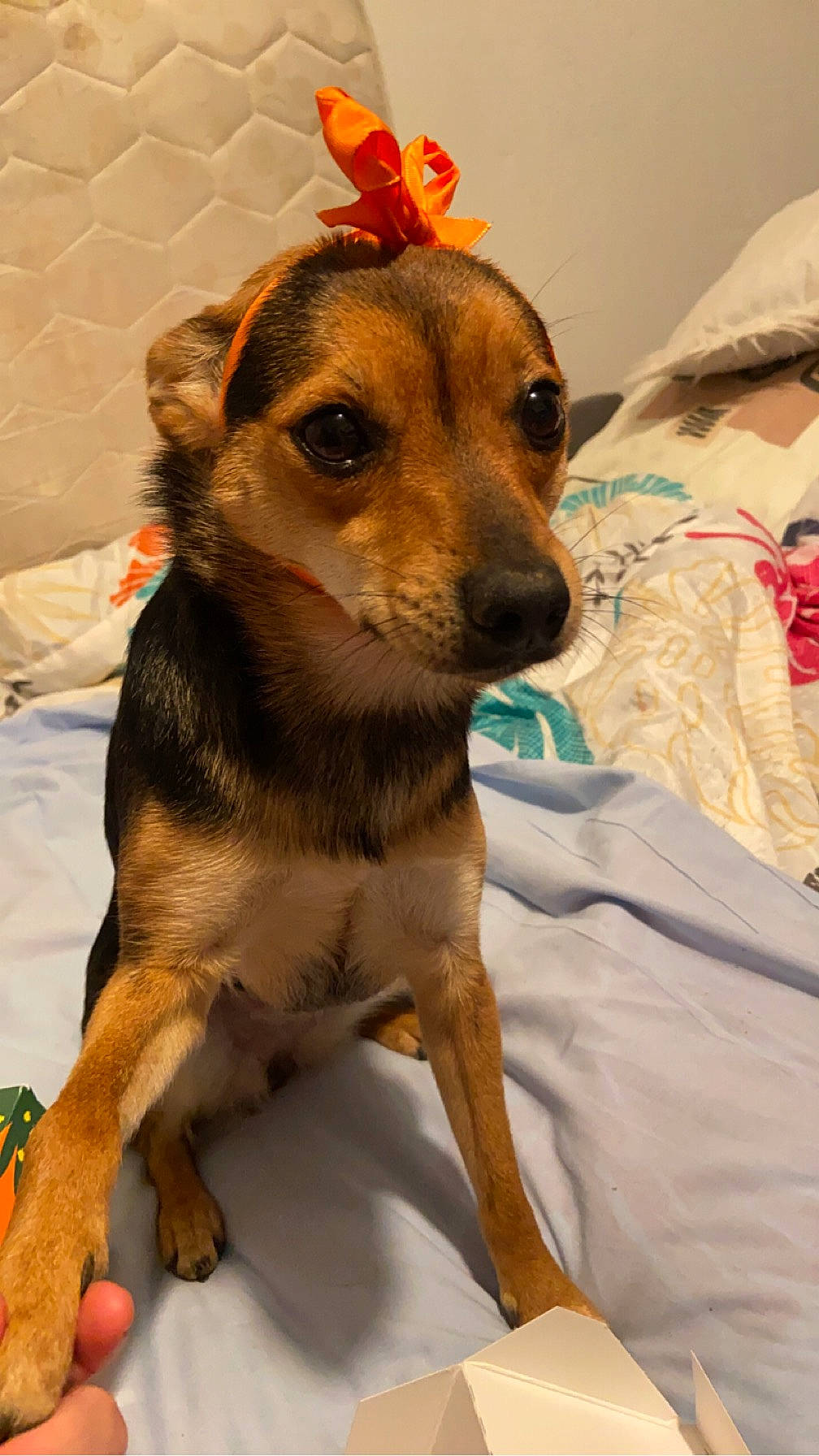 Kayla participe au concours pour gagner de l'argent avec cette photo : animal, bed, bedding, black_and_brown_fur, brown_dog, close_up, cozy, cute, dog, hand, human_hand, indoor, looking, orange_ribbon, paw, pet, quilted_headboard, ribbon, sitting, small_dog