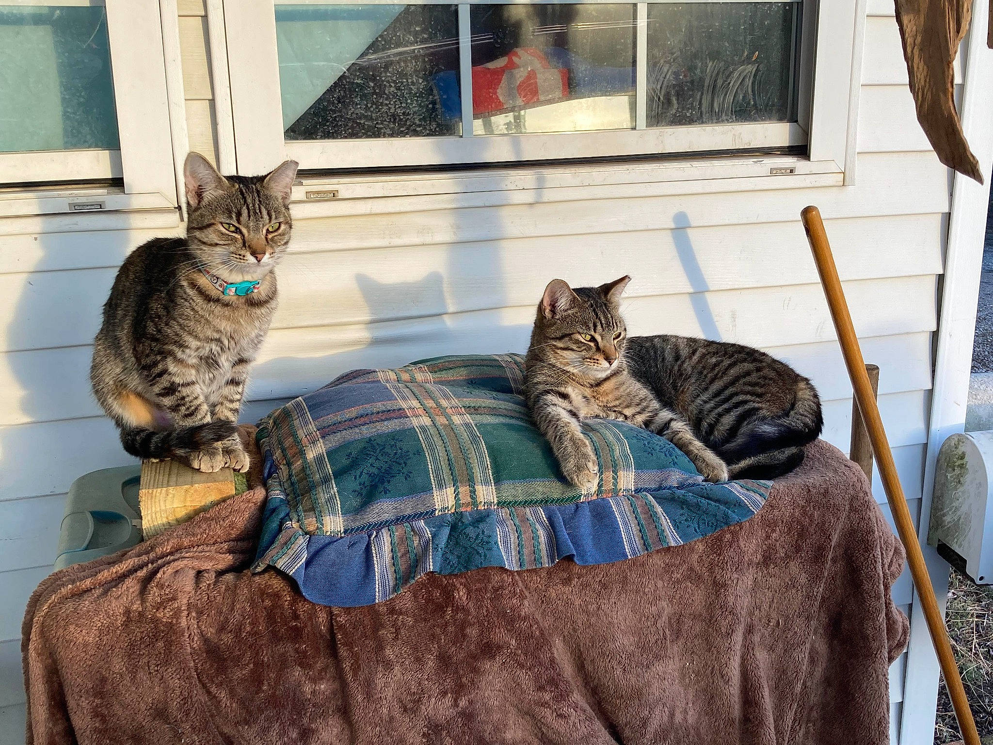 Kisses joined the competition — help win amazing prizes! bedding, carnivore, cat, comfort, domestic_short_haired_cat, door, felidae, fur, grey, linens, pattern, room, sitting, small_to_medium_sized_cats, tail, textile, tree, whiskers, window, wood