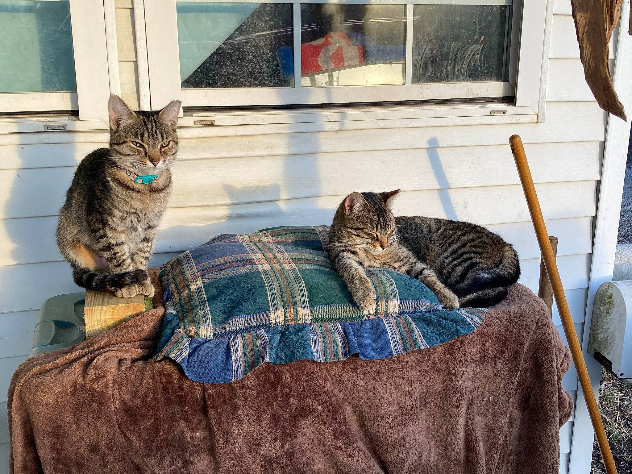 Kisses joined the competition — help win amazing prizes! bedding, carnivore, cat, comfort, domestic_short_haired_cat, door, felidae, fur, grey, home, linens, pattern, plaid, sitting, small_to_medium_sized_cats, tail, textile, whiskers, window, wood