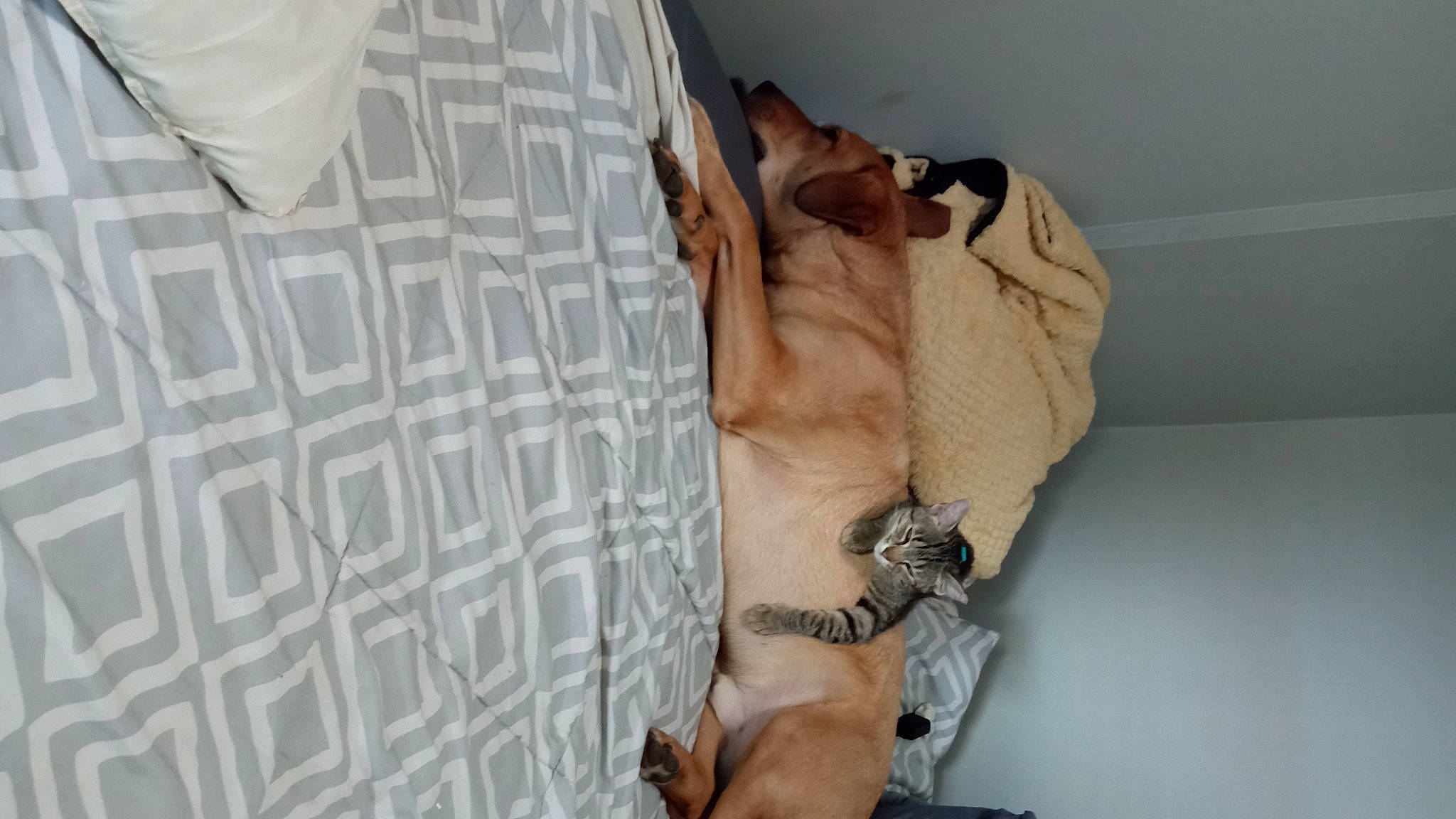 Kisses is registered to the contest to win money with this photo: abdomen, carnivore, chest, comfort, companion_dog, dog, dog_breed, elbow, fawn, foot, human_leg, knee, shorts, shoulder, sleeve, t_shirt, thigh, trunk, working_animal, wrist