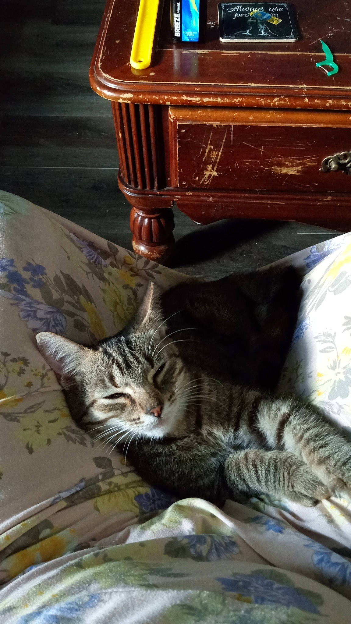 Kisses joined the competition — help win amazing prizes! art, carnivore, cat, chest, claw, comfort, domestic_short_haired_cat, felidae, flooring, fur, linens, metal, paw, room, small_to_medium_sized_cats, table, tail, tree, whiskers, wood