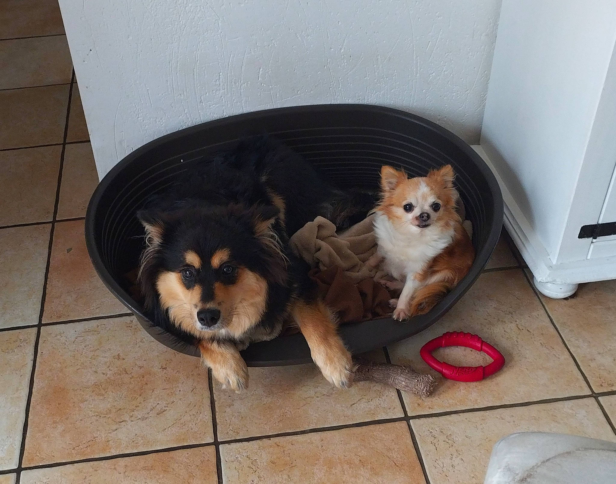 Taïga participe au concours pour gagner de l'argent avec cette photo : canidae, carnivore, chair, companion_dog, dog, dog_bed, dog_breed, dog_supply, fawn, floor, flooring, hardwood, paw, pet_supply, snout, sporting_group, tail, tile, toy_dog, working_animal