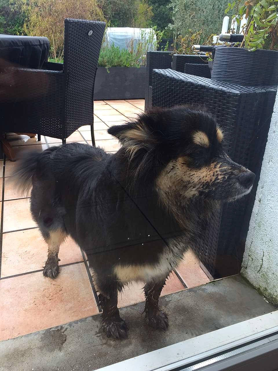 Taïga a rejoint le concours — aidez-le/la à gagner de superbes lots ! canidae, carnivore, companion_dog, dog, dog_breed, fawn, flooring, fur, herding_dog, mammal, metal, plant, snout, sporting_group, tail, terrestrial_animal, vertebrate, window, working_animal, working_dog