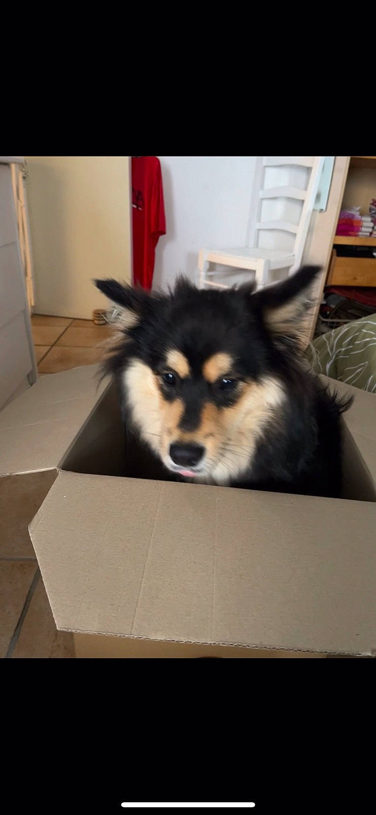 Taïga participe au concours pour gagner de l'argent avec cette photo : canidae, carnivore, companion_dog, dog, dog_breed, flooring, fur, non_sporting_group, room, sitting, snout, toy_dog, whiskers, working_animal, working_dog