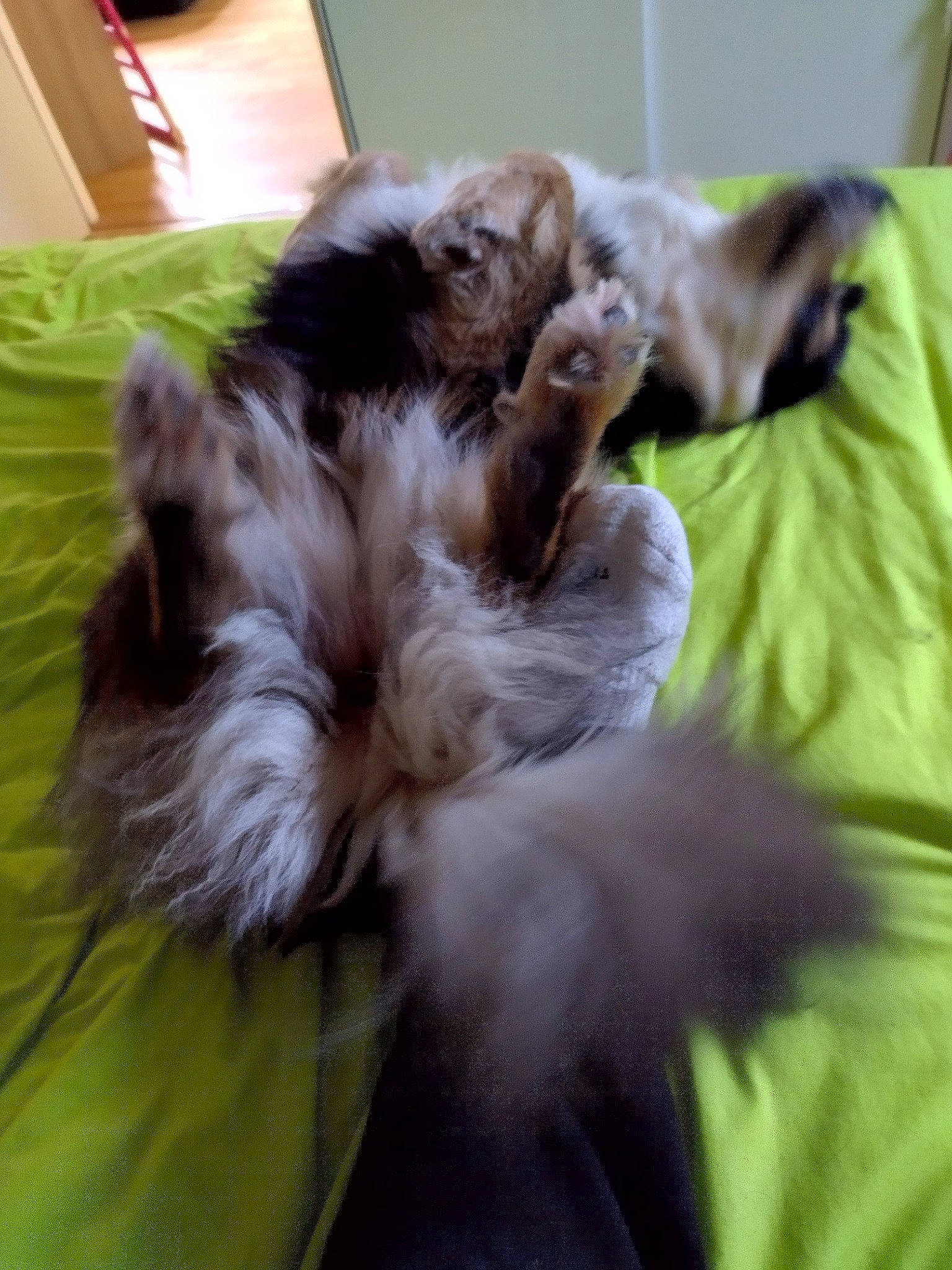 Taïga a rejoint le concours — aidez-le/la à gagner de superbes lots ! canidae, carnivore, comfort, companion_dog, dog, dog_breed, dog_supply, fawn, felidae, fur, liver, nap, paw, small_to_medium_sized_cats, snout, sporting_group, tail, toy_dog, whiskers, working_animal