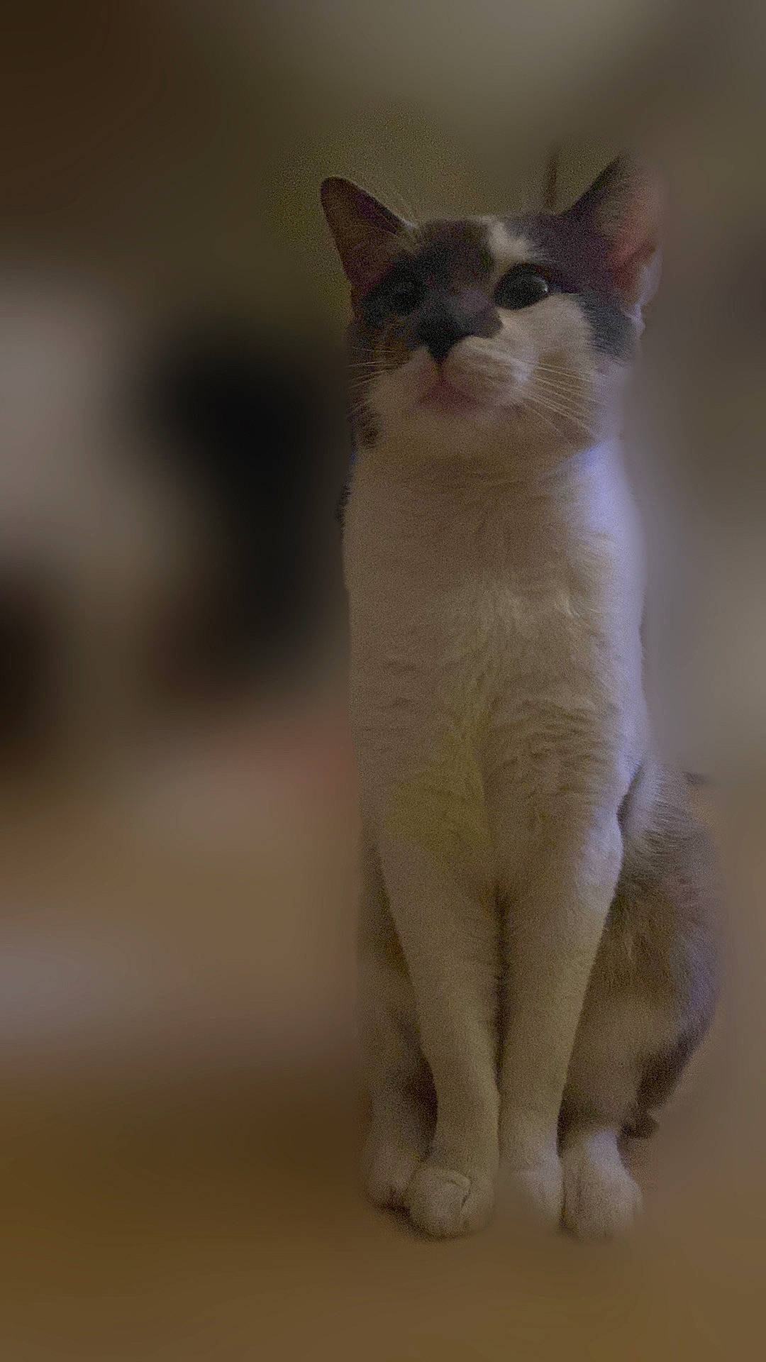 éclair participe au concours pour gagner de l'argent avec cette photo : carnivore, cat, domestic_short_haired_cat, fawn, felidae, fur, iris, paw, small_to_medium_sized_cats, snout, tail, terrestrial_animal, whiskers, window