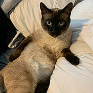 Sam is registered to the contest to win money with this photo: cat, siamese_cat, pet, animal, feline, blue_eyes, fur, whiskers, pillow, bed, blanket, indoor, relaxed, resting, cute, looking, lying_down, cozy, soft, domestic