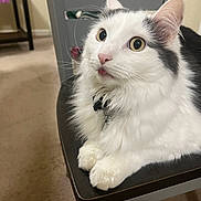 Charlie is registered to the contest to win money with this photo: cat, fluffy, white, black, table, indoor, pet, fur, curious, wide_eyes, tongue_out, collar, domestic, animal, cute, whiskers, paws, feline, household, resting