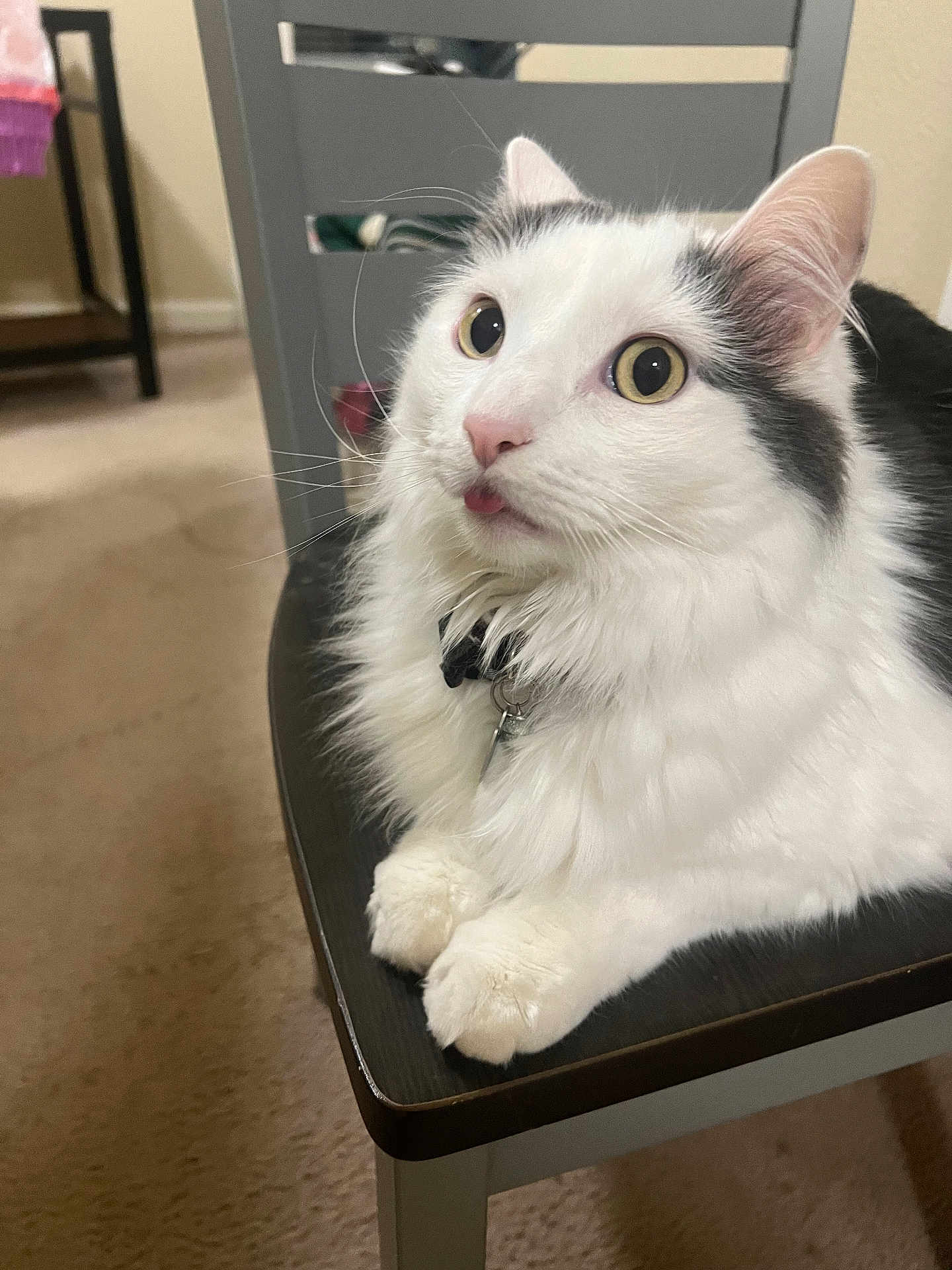 Charlie is registered to the contest to win money with this photo: cat, fluffy, white, black, table, indoor, pet, fur, curious, wide_eyes, tongue_out, collar, domestic, animal, cute, whiskers, paws, feline, household, resting