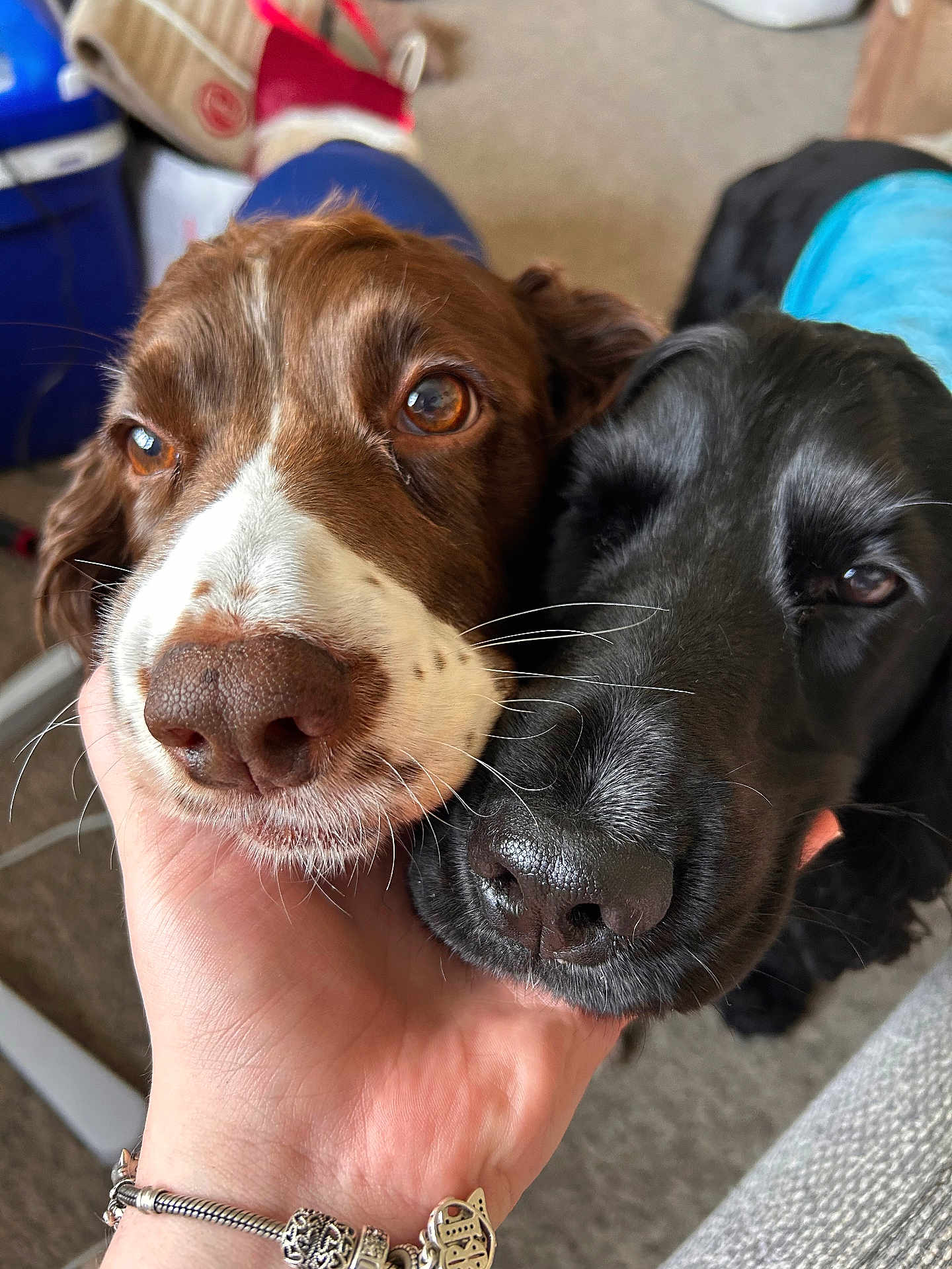 Poppy And Bentley