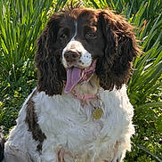 Poppy And Bentley is registered to the contest to win money with this photo: dog, animal, outdoor, grass, greenery, pet, tongue_out, happy, spring, nature, field, fur, sitting, collar, tag, sunlight, ears, brown_and_white, canine, closeup